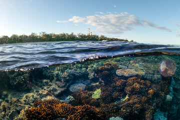 Reef scene with lighthouse on Lady Elliot Island.