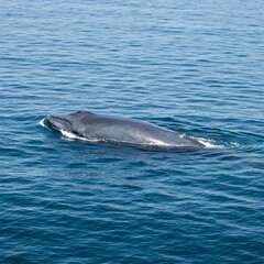 Fototapeta premium Blue whale swimming in the ocean wildlife photography marine animal conservation nature travel destination sea life