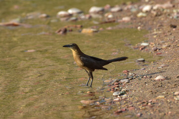 shore bird at Salt River in southwest Arizona landscape