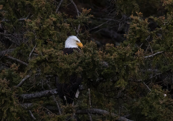 Bald Eagle