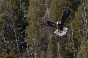 Bald Eagle in Flight