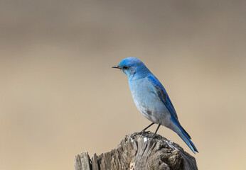 Mountain Bluebird