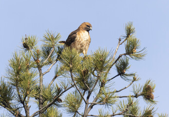 Red-tailed Hawk