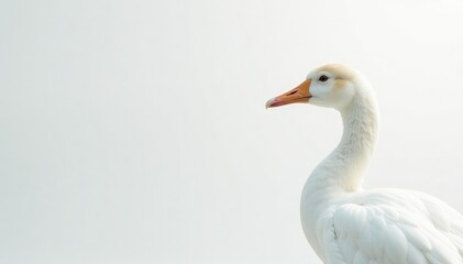 Close-up shot of pristine white feathers against pure white backdrop , background, peace, blank