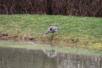 blue heron drinking, hunting