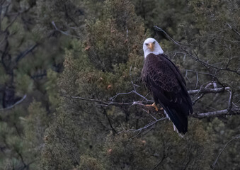 Bald Eagle