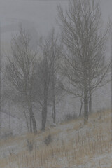 Winter Storm in Colorado