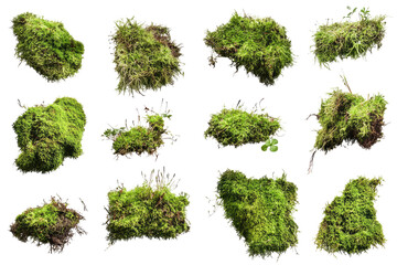 Isolated Green Moss on transparent background