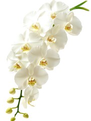 Obraz premium Serene cascade of pristine white orchids against a bright background