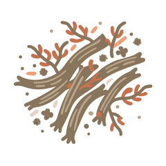 African Sandalwood Osyris Lanceolata Wood Illustration