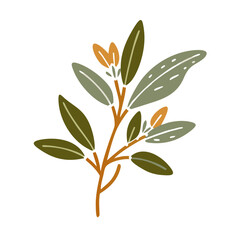 Sage Dalmatian Salvia Officinalis Leaf Illustration