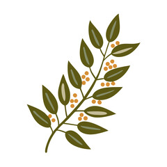 Ravintsara Branch with Berries Illustration