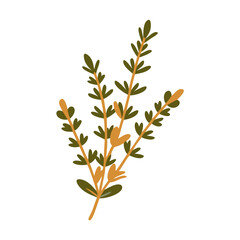 Thyme Sprig Illustration, Thymus Vulgaris Leaves