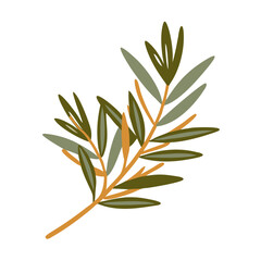 Tea Tree Branch Illustration, Melaleuca Alternifolia