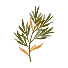 Tarragon Herb Illustration, Artemisia Dracunculus