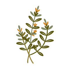 Winter Savory Herb Illustration, Satureja Montana