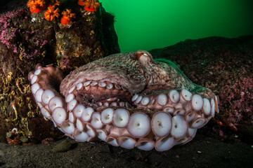 Water ocutopus