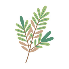 Obraz premium Ledum Groenlandicum Leaves Illustration on White