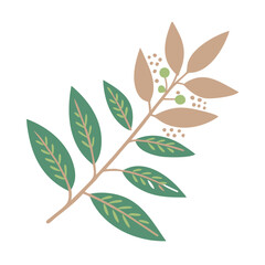 Lemon Myrtle Branch Illustration, Backhousia Citriodora