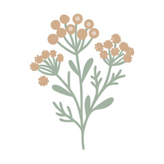 Helichrysum Italicum Flower Illustration, Minimalist Style