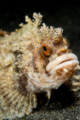 Fringed blenny