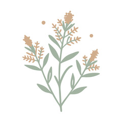 Goldenrod Flower Illustration - Solidago Canadensis