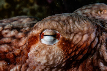 Water ocutopus