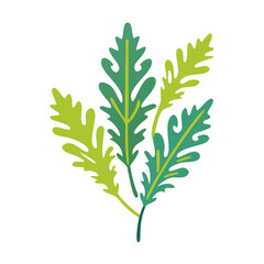 Costmary Leaves Illustration, Tanacetum Balsamita