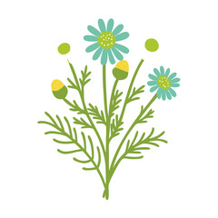 Chamomile Flower Illustration, Roman Chamaemelum Nobile