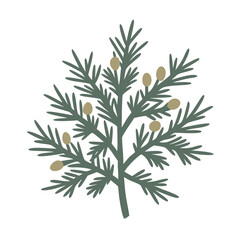 Obraz premium Cedarwood Branch Illustration with Berries