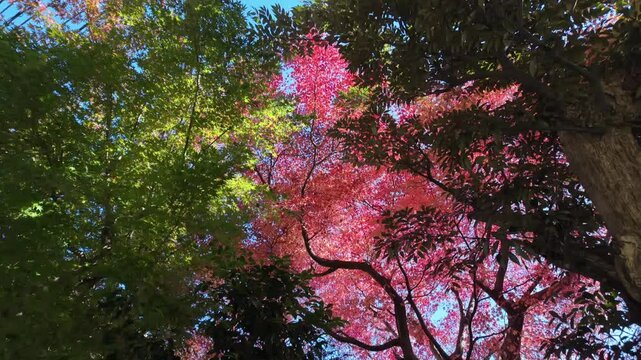 紅葉を下から見上げる | 鎌倉 | 獅子舞