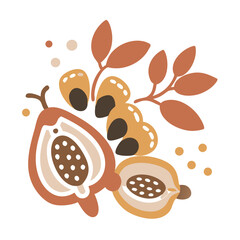 Balsam of Peru Illustration, Myroxylon Balsamum