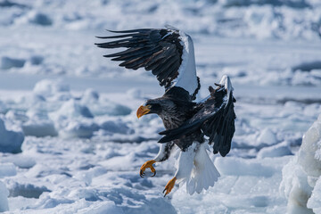 White-tailed eagle