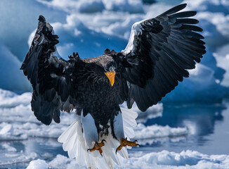 White-tailed eagle
