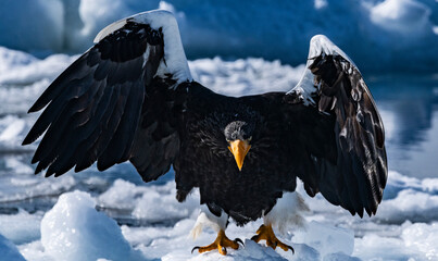 White-tailed eagle