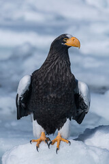 White-tailed eagle