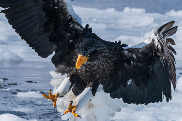 White-tailed eagle