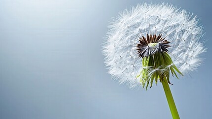 Dandelion seed head in nature close-up photography tranquil environment soft light botanical concept