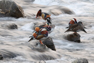 The mandarin duck (Aix galericulata) is a perching duck species native to the East Palearctic. This photo was taken in Japan.