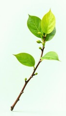 Fototapeta premium Thin branch with small leaves and buds hanging from the end, isolated, simple, leaf