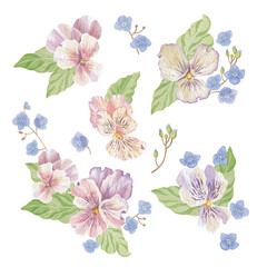 Watercolor collection of viola flowers and forget-me-nots. For creating labels for womens products, decorating dinner plates, cups, perfumes, cosmetics, designing invitations, business card, postcards