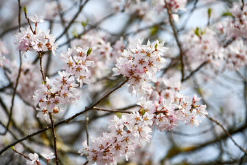 江戸彼岸桜