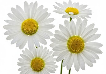 Naklejka premium White daisies vibrant yellow centers