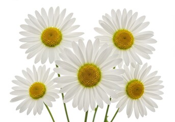 Fototapeta premium White daisies vibrant yellow centers