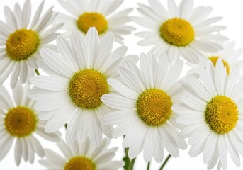 Fototapeta premium White daisies vibrant yellow centers