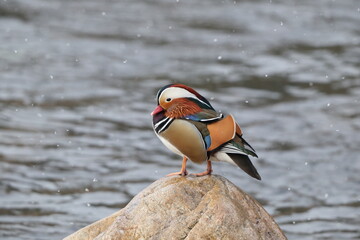 The mandarin duck (Aix galericulata) is a perching duck species native to the East Palearctic. This...
