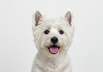Cute white west highland terrier