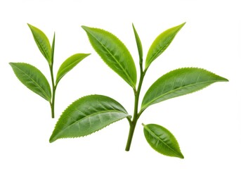 Fresh green tea leaves high