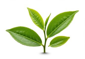 Obraz premium Fresh green tea leaves high