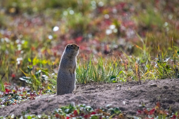 Arctic ground squirrel, Urocitellus parryii, a cute rodent in Yukon in autumn
